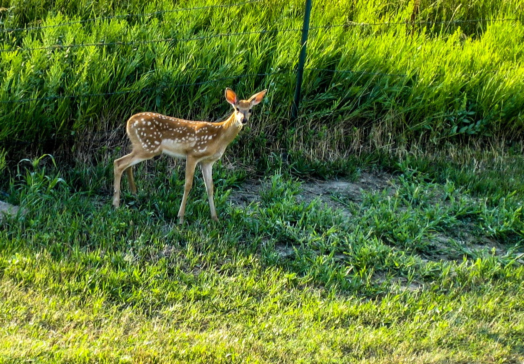 Canon POWERSHOT SD300 sample photo. Bambi in sturgis - sturgis, sd photography