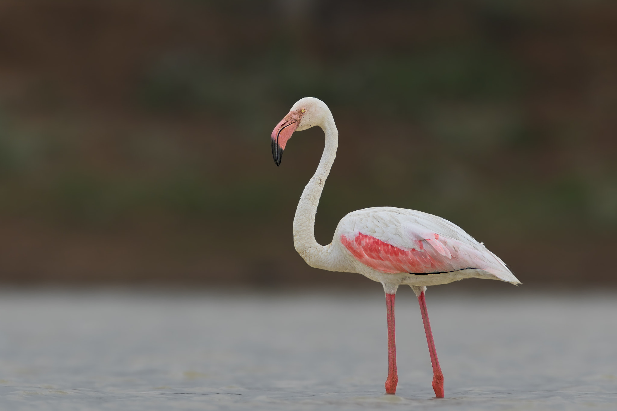 Canon EF 600mm F4L IS USM sample photo. Greater flamingo photography