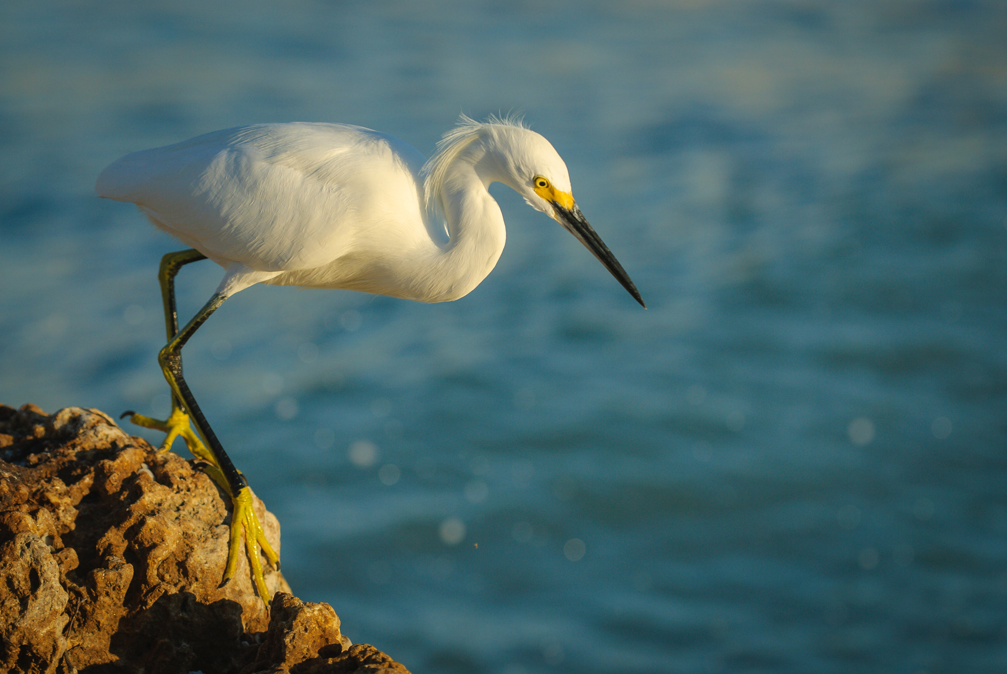 Nikon D200 sample photo. Yellow feet photography
