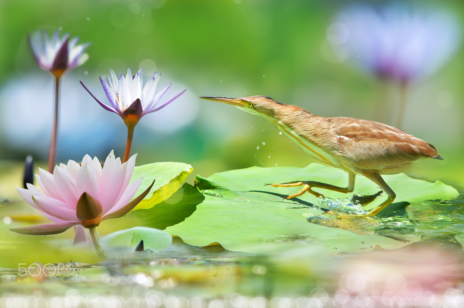 Sony SLT-A77 + Minolta AF 300mm F2.8 HS-APO G sample photo. ～ yellow bittern  ～ photography