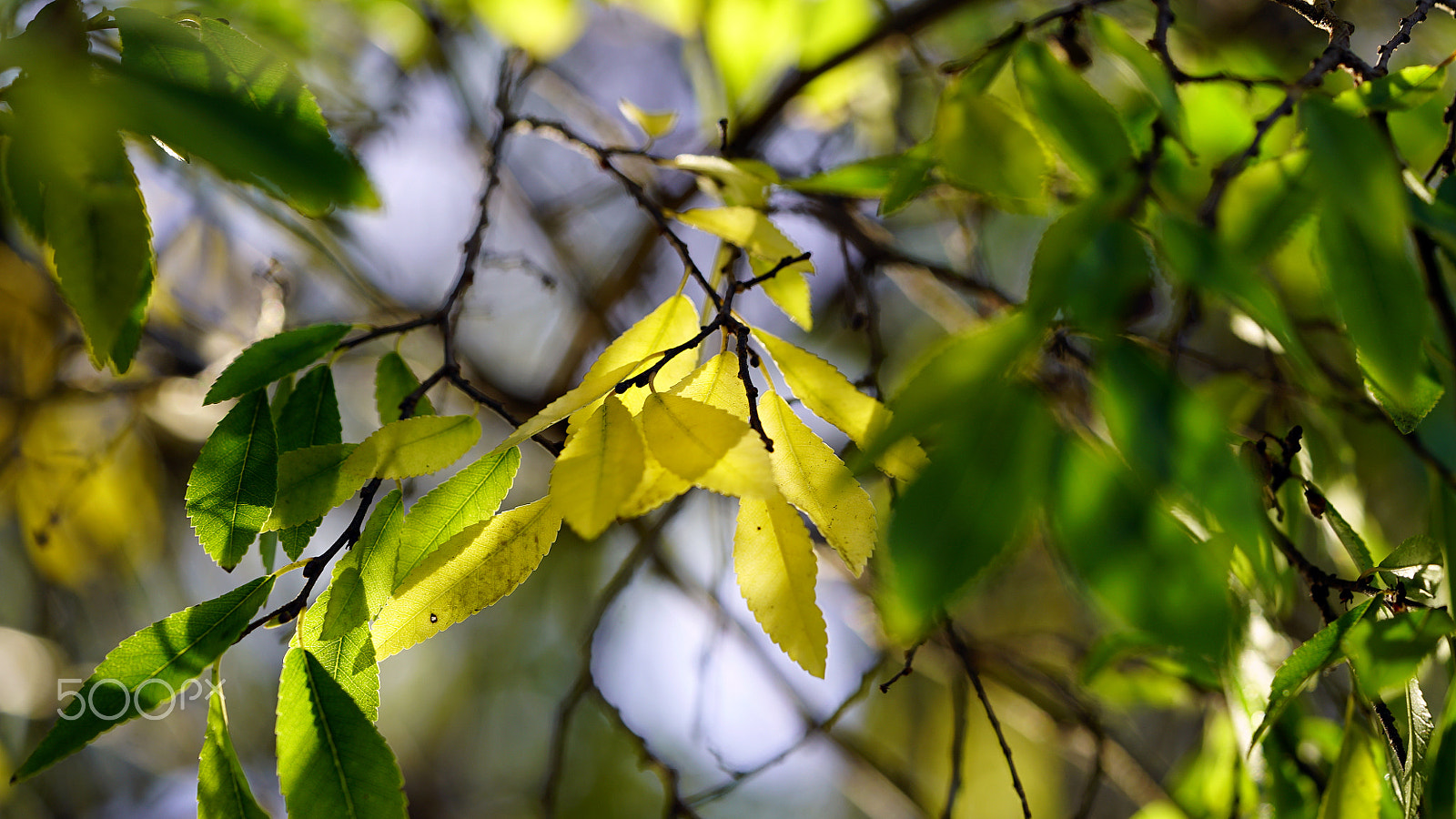 Sony a7S II + Sony FE 90mm F2.8 Macro G OSS sample photo. It's understood photography