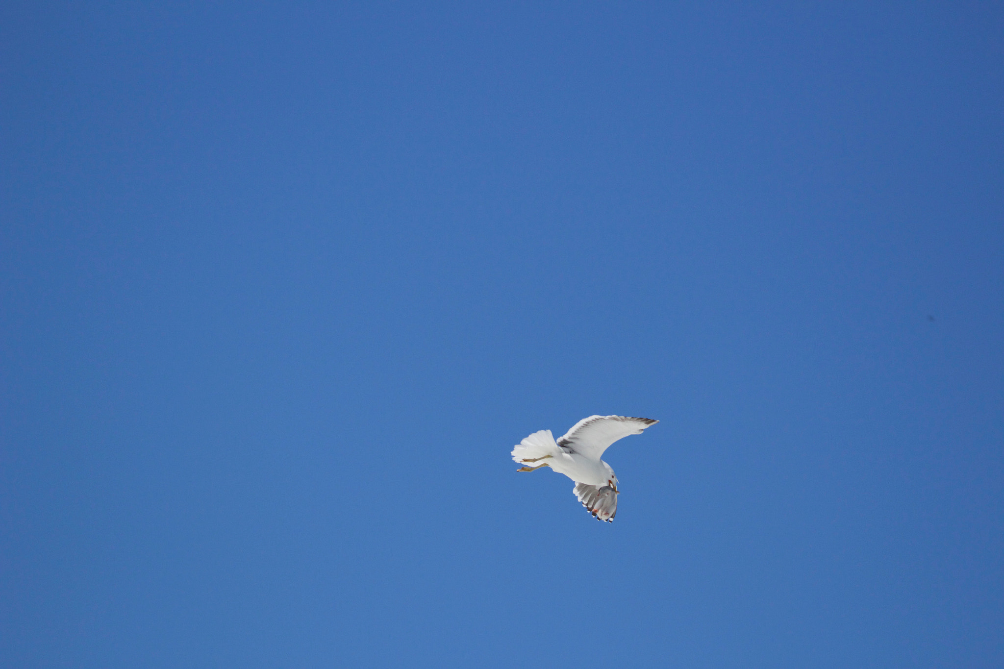 Tamron SP 150-600mm F5-6.3 Di VC USD sample photo. Circle of life photography