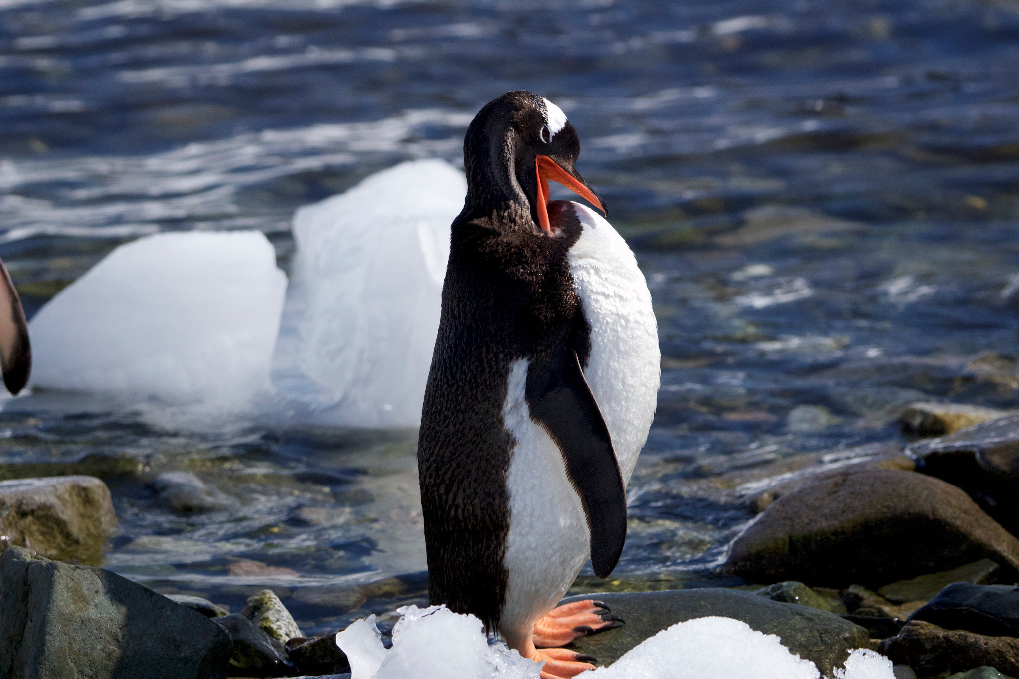 Tamron SP 150-600mm F5-6.3 Di VC USD sample photo. Gentoo bath photography