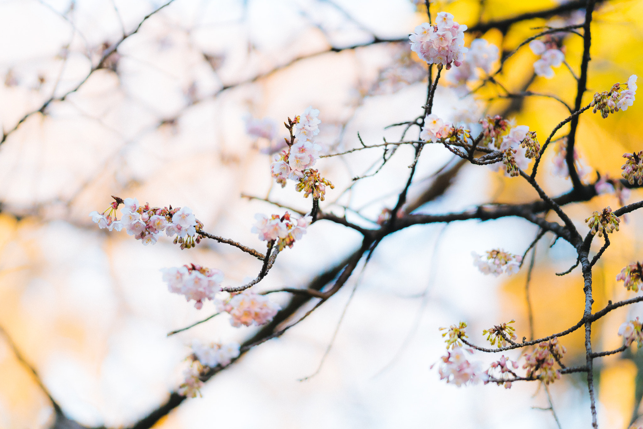 Sony Sonnar T* 135mm F1.8 ZA sample photo. 寒冬里的花 photography