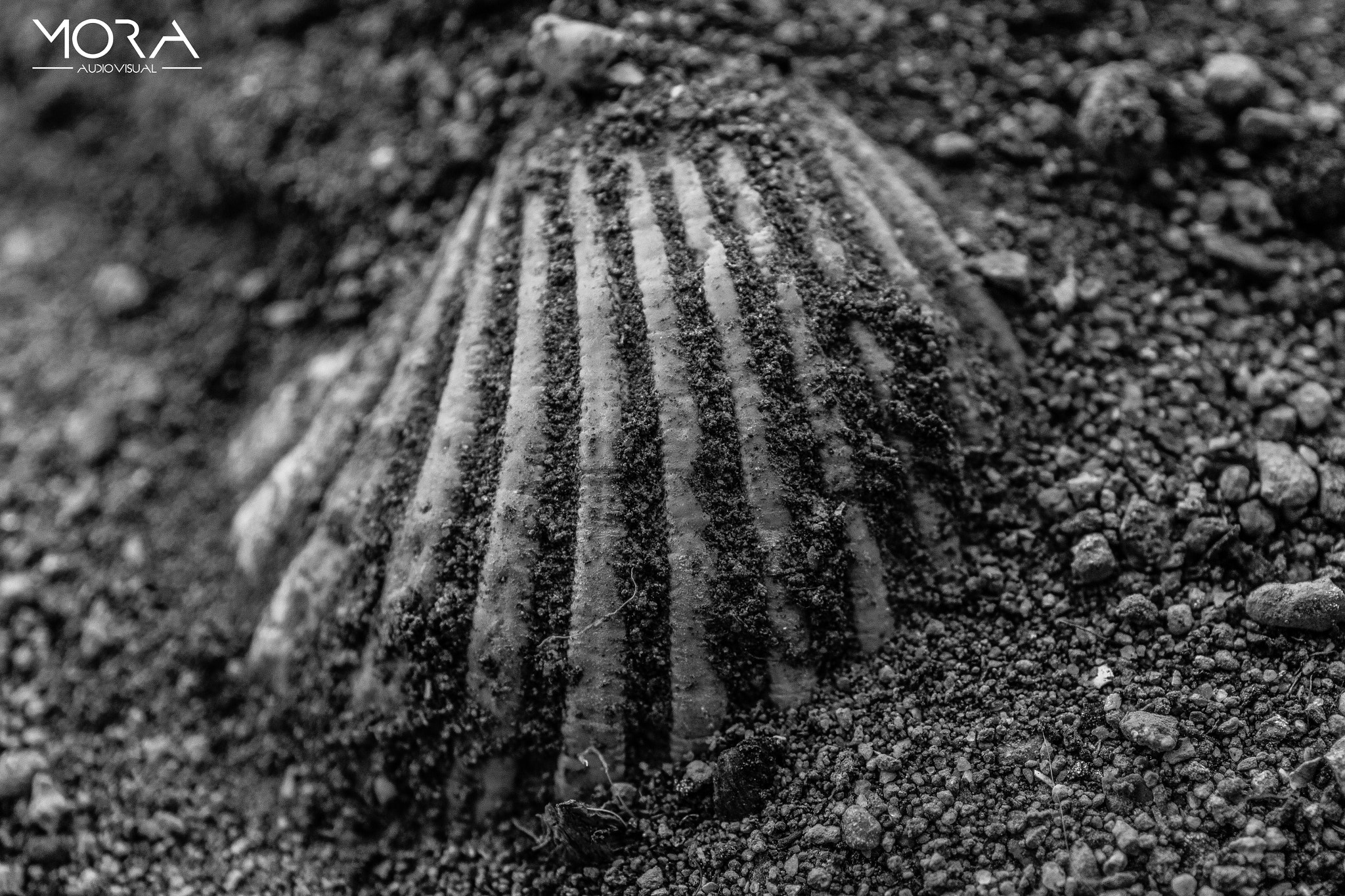 Canon EF 24-70mm F4L IS USM sample photo. Concha... photography