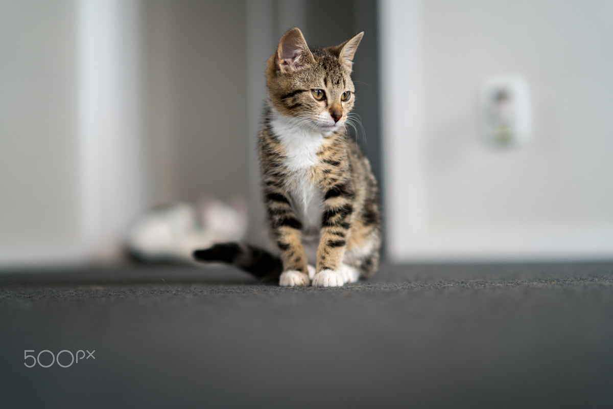 Sony a7R II + Samyang AF 50mm F1.4 FE sample photo. Rescue kitten photography