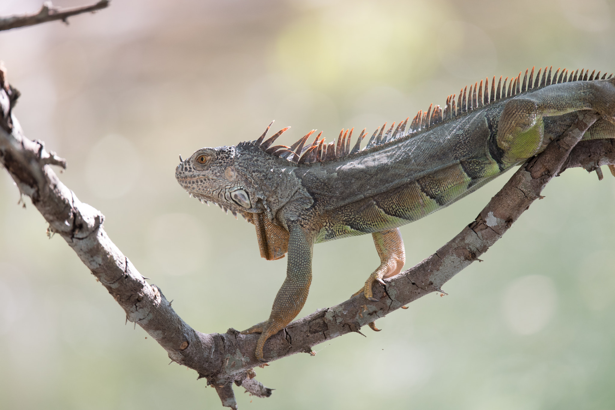 Sigma 150-600mm F5-6.3 DG OS HSM | S sample photo. Taking a little rest. photography