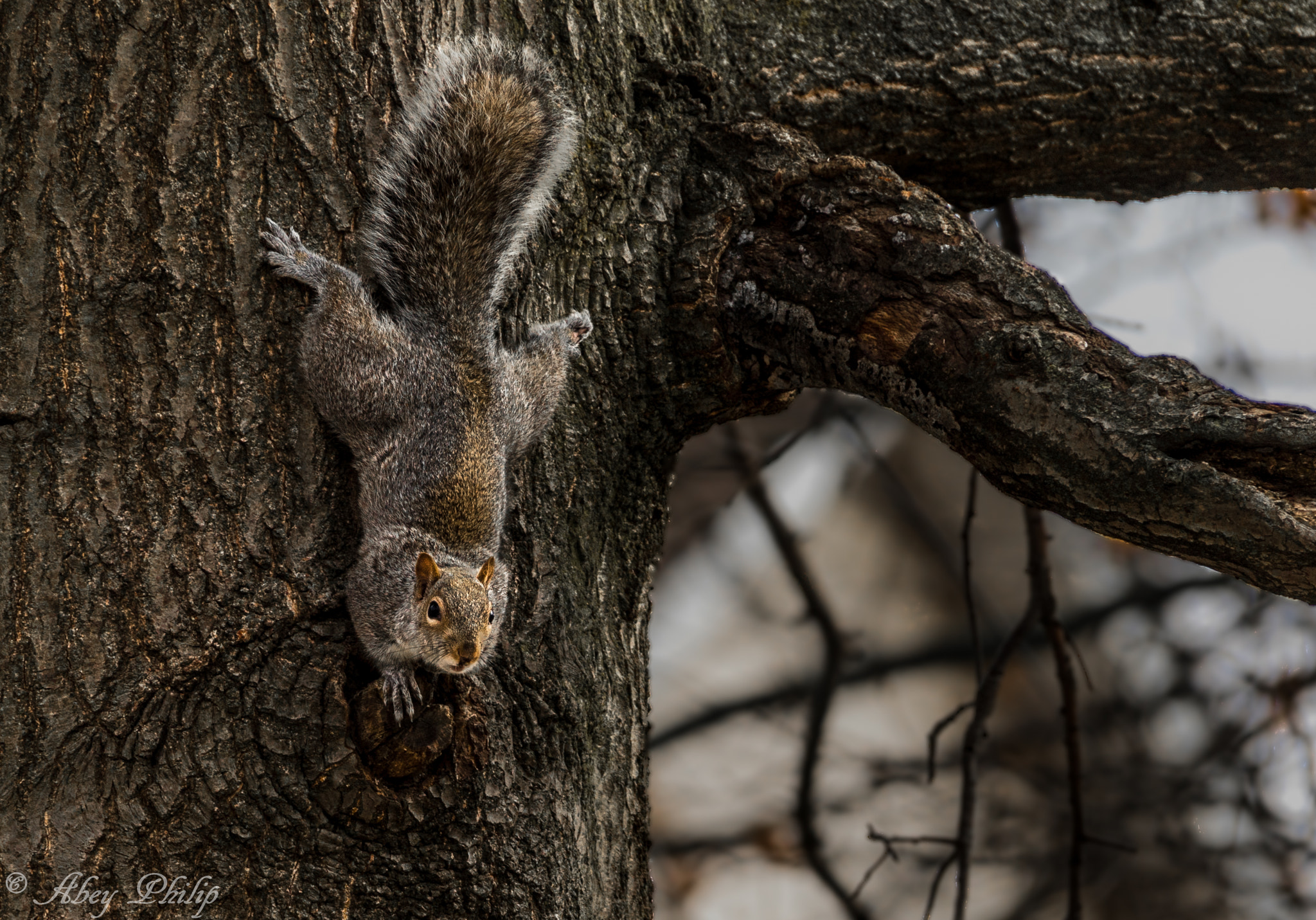Canon EF 28-300mm F3.5-5.6L IS USM sample photo. Squirrel on a mission photography