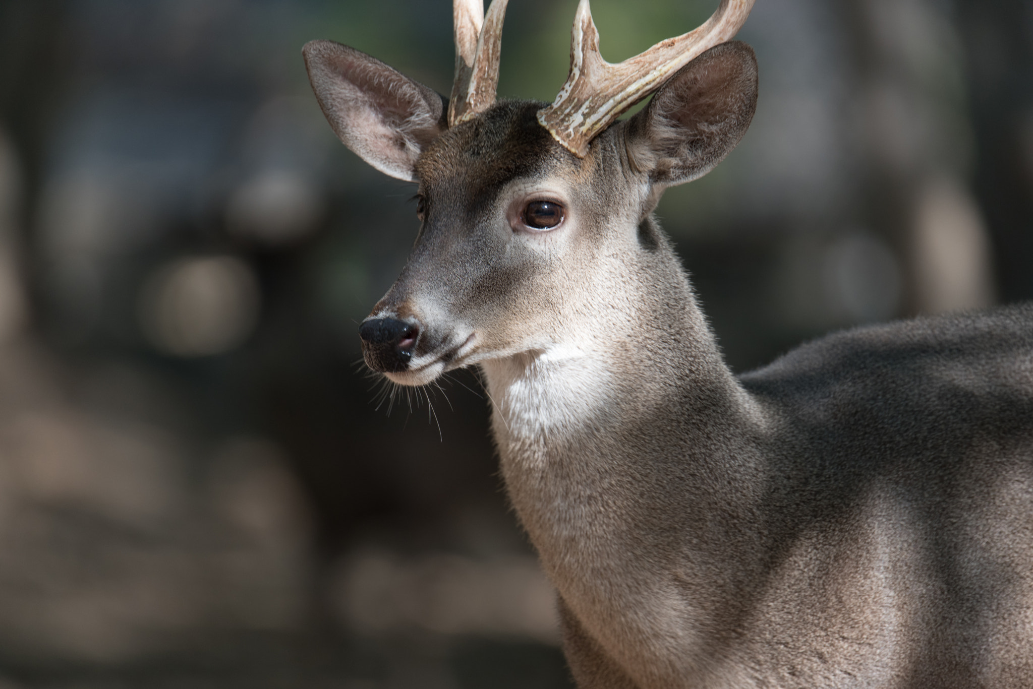Sigma 150-600mm F5-6.3 DG OS HSM | S sample photo. Looking for a mate. photography