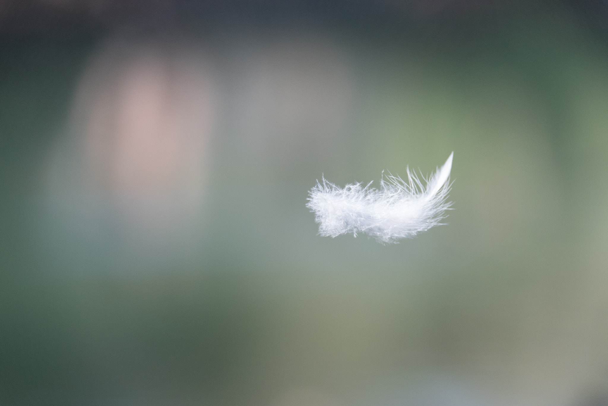 Sigma 150-600mm F5-6.3 DG OS HSM | S sample photo. Falling feather. photography