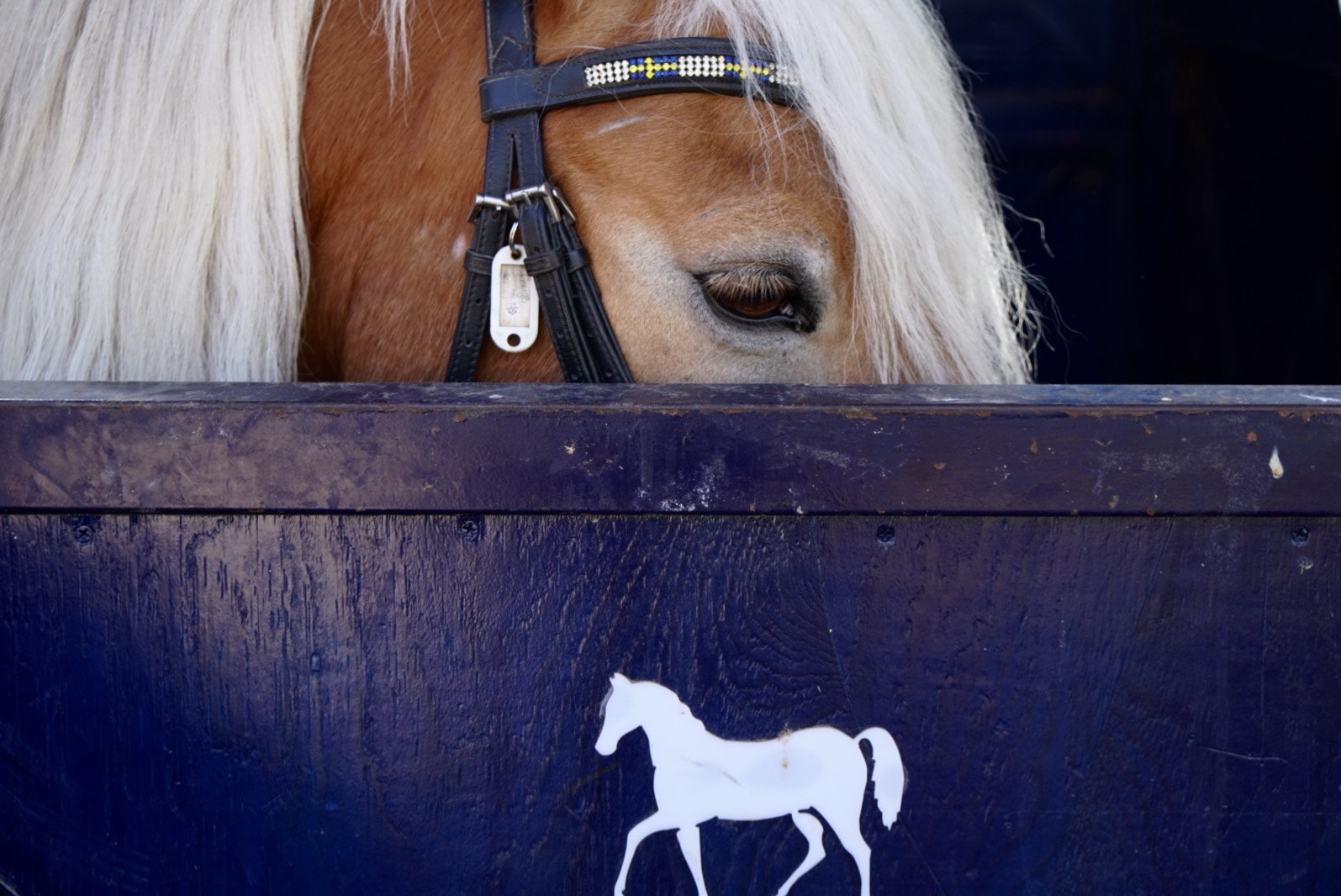 Sony a6300 + Sony Vario-Tessar T* E 16-70mm F4 ZA OSS sample photo. No horse photography