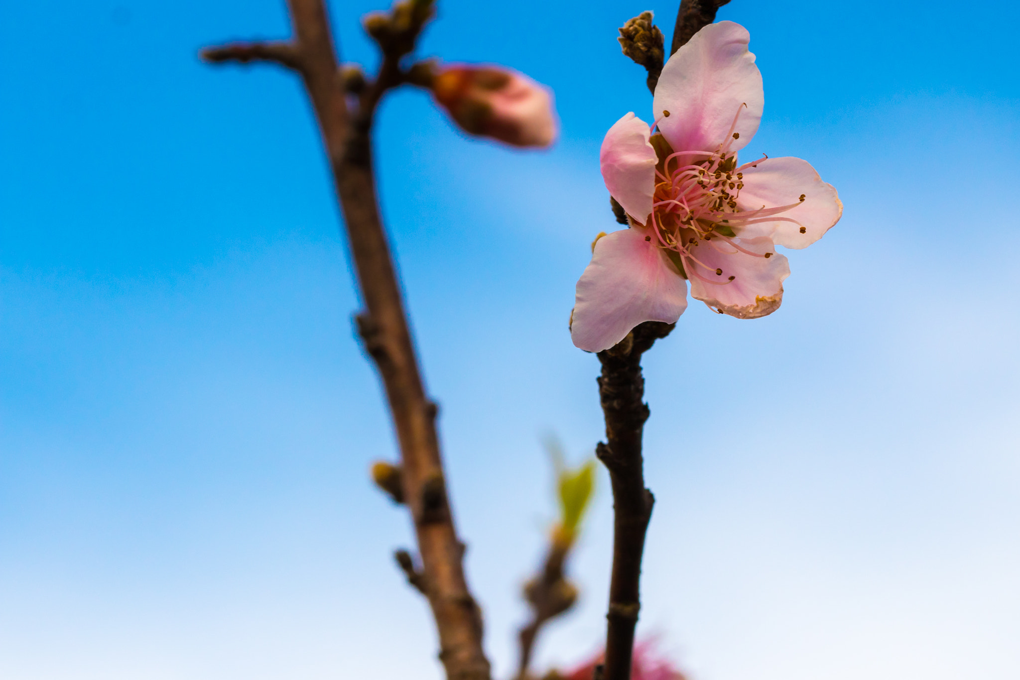 Canon EOS 80D + Canon EF-S 60mm F2.8 Macro USM sample photo. Peach blossom photography