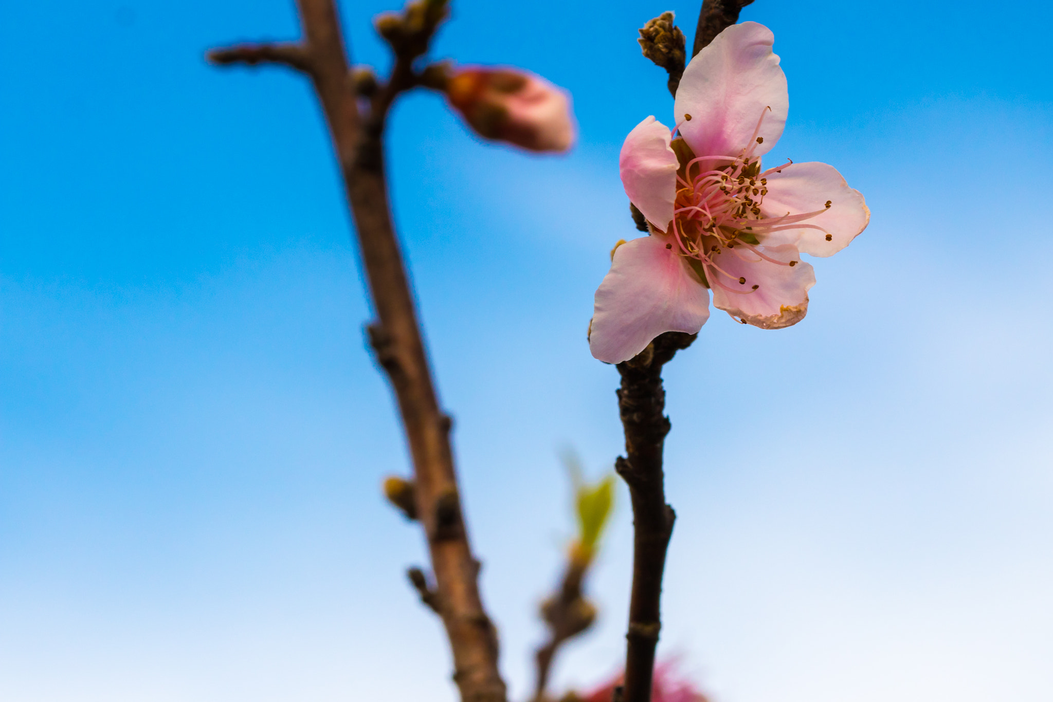Canon EF-S 60mm F2.8 Macro USM sample photo. Peach blossom photography