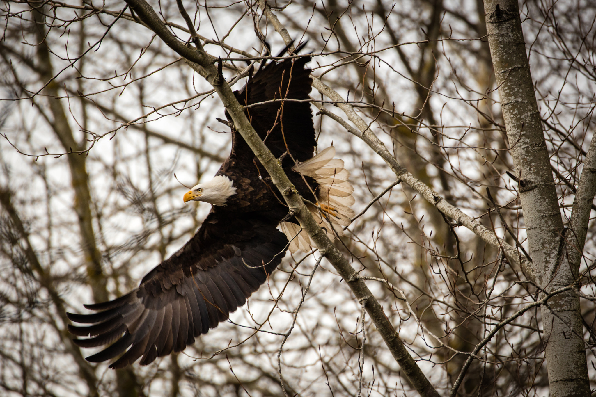 Canon EOS 5DS R sample photo. Ladner eagle photography