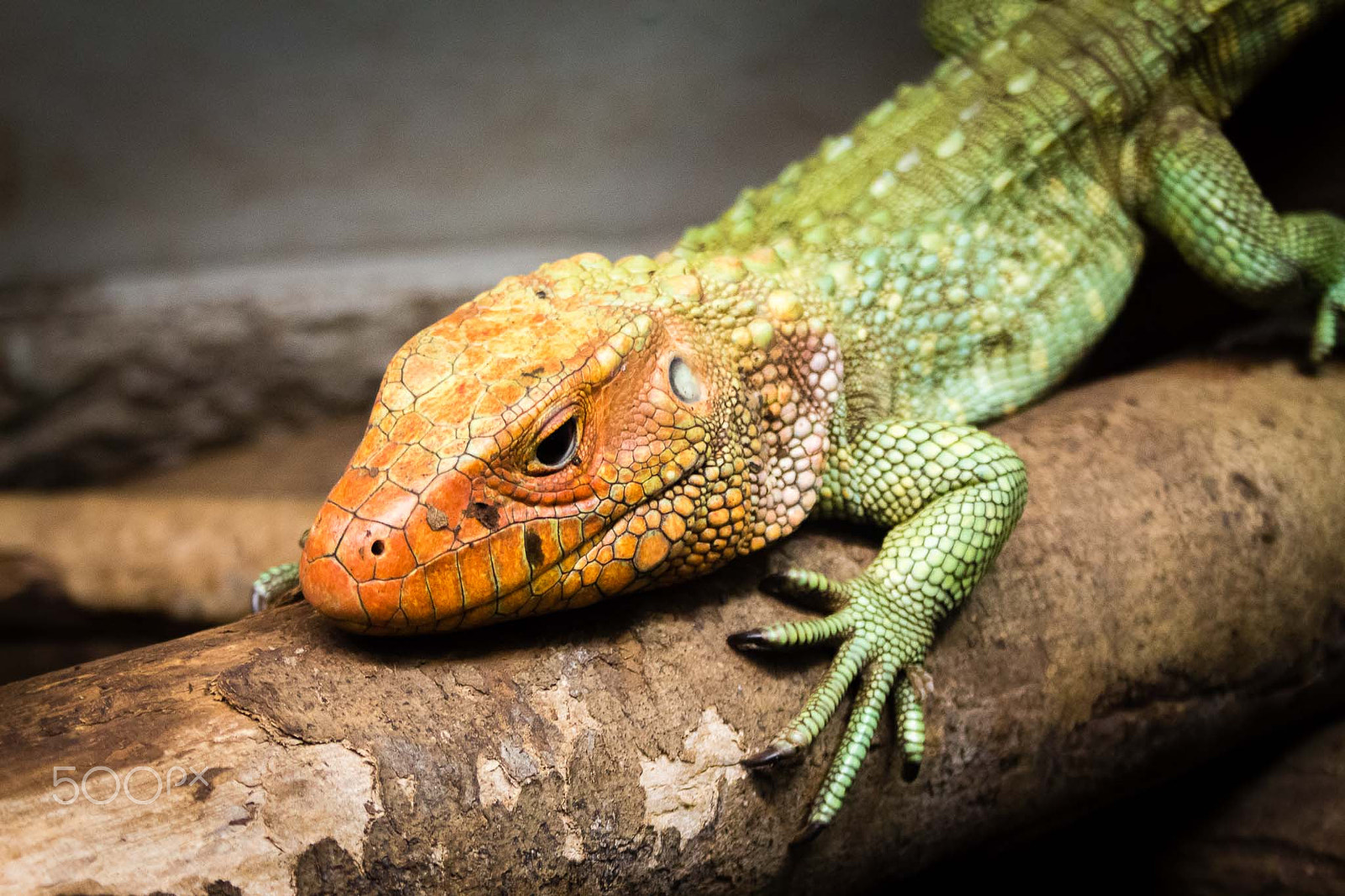 Canon EF-S 18-55mm F3.5-5.6 II sample photo. Lizard on a tree photography