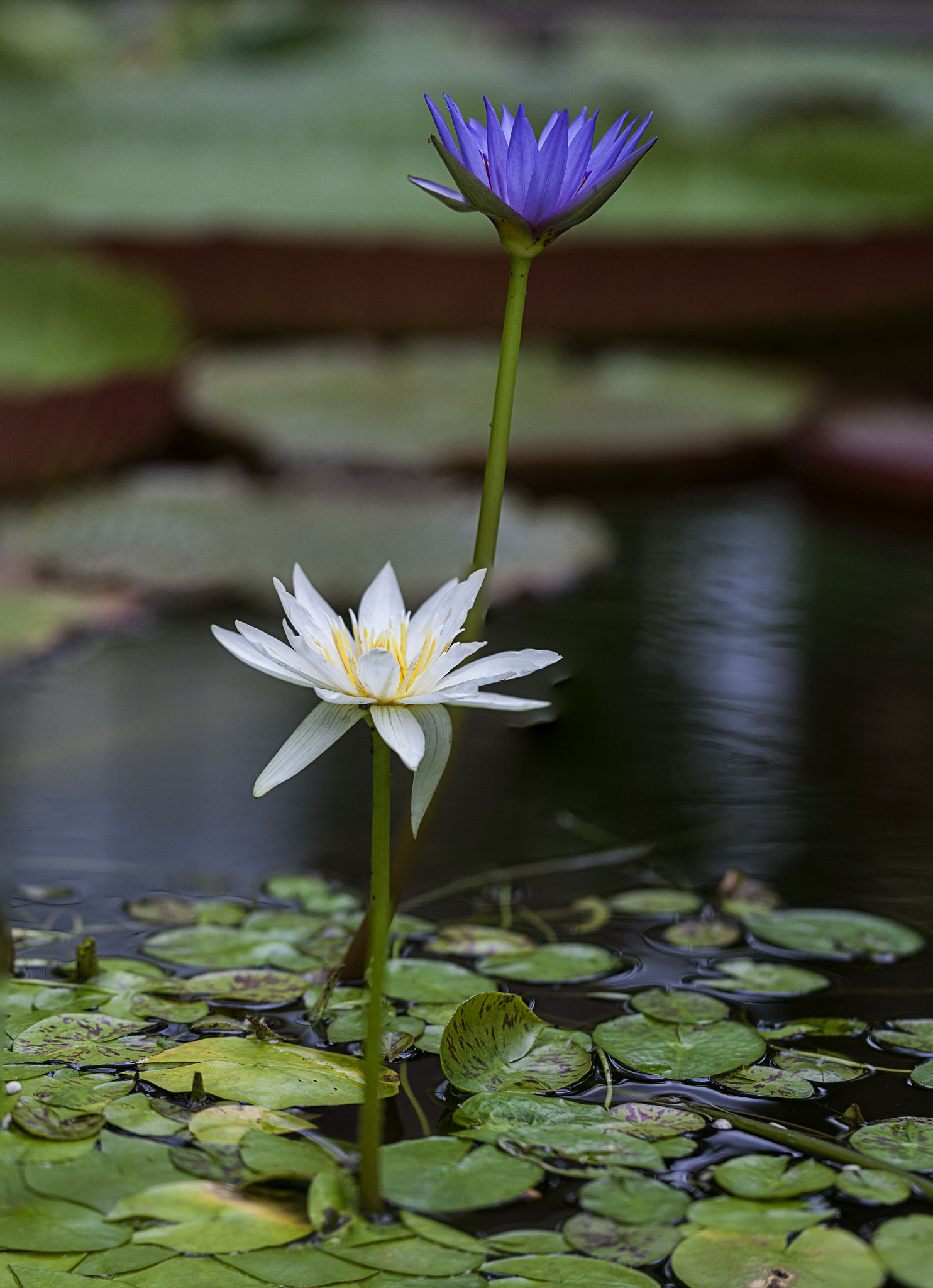 Canon EOS-1Ds Mark III sample photo. Me and you photography