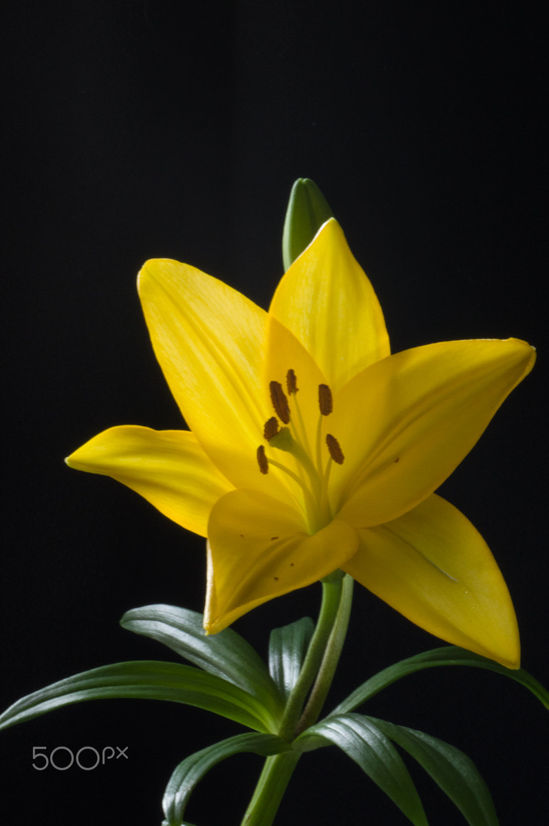 Tamron SP AF 90mm F2.8 Di Macro sample photo. Lily photography