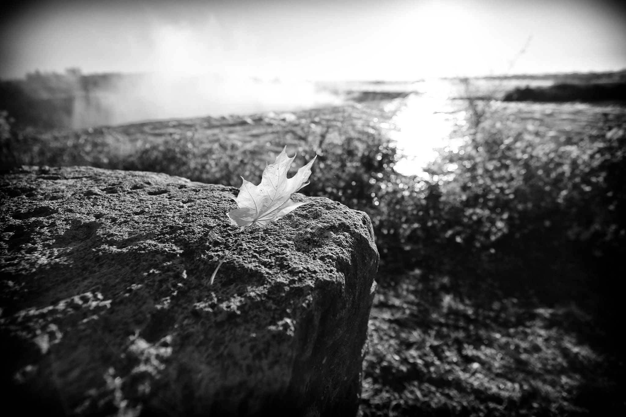 Canon EF 16-35mm F4L IS USM sample photo. Floating leaf at niagara falls photography