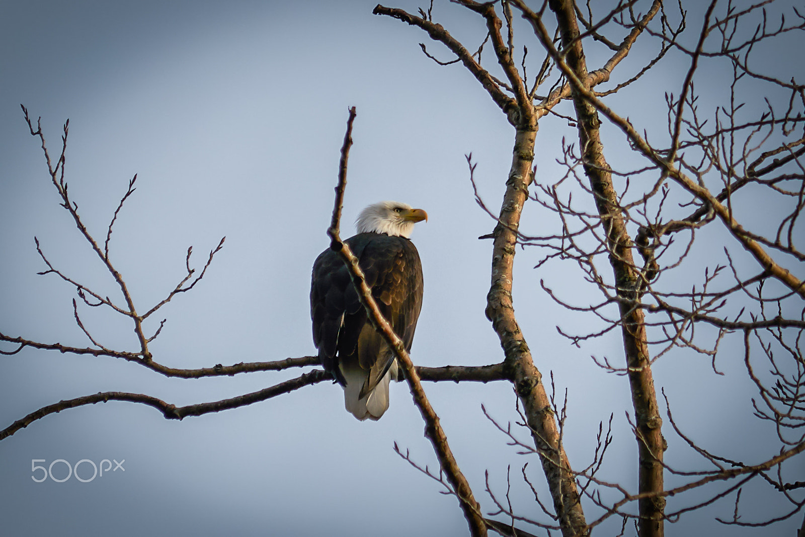 Sony 70-200mm F2.8 G sample photo. Bald eagle photography