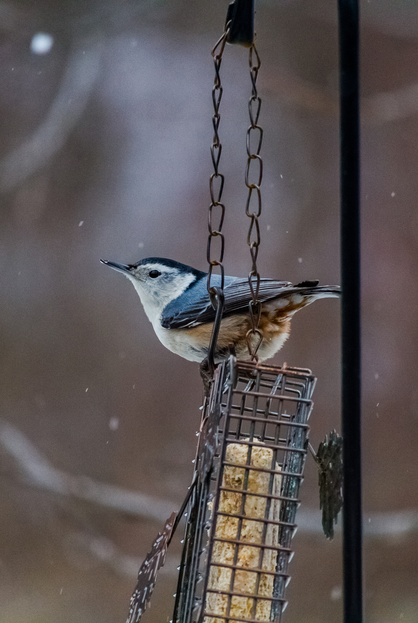 Canon EF-S 55-250mm F4-5.6 IS STM sample photo. Bird i 170108 photography