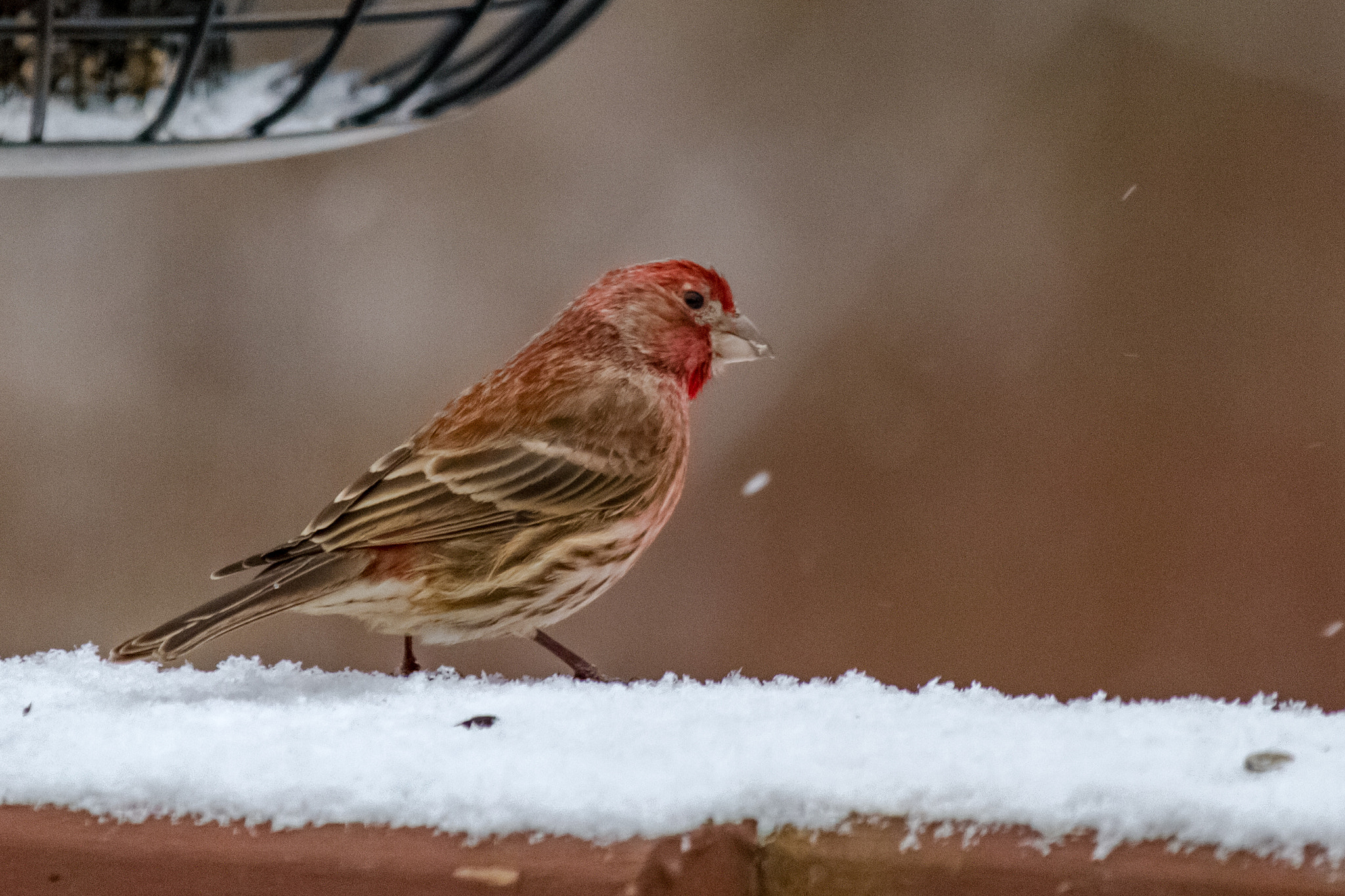 Canon EF-S 55-250mm F4-5.6 IS STM sample photo. Bird ii 170128 photography