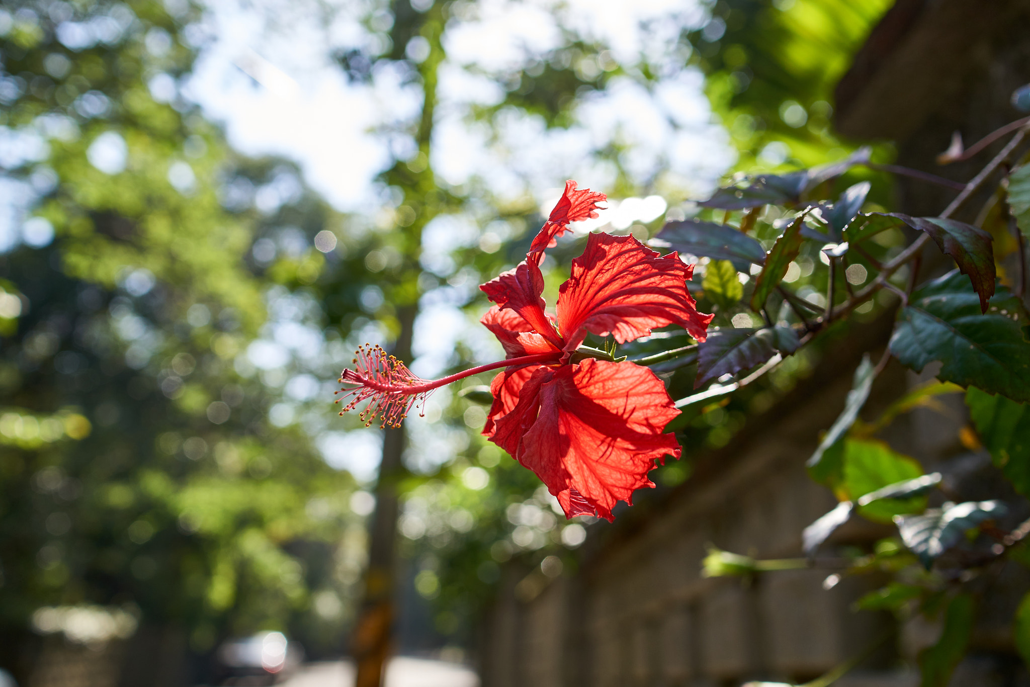 Sony Sonnar T* E 24mm F1.8 ZA sample photo. 32539668816.jpg photography