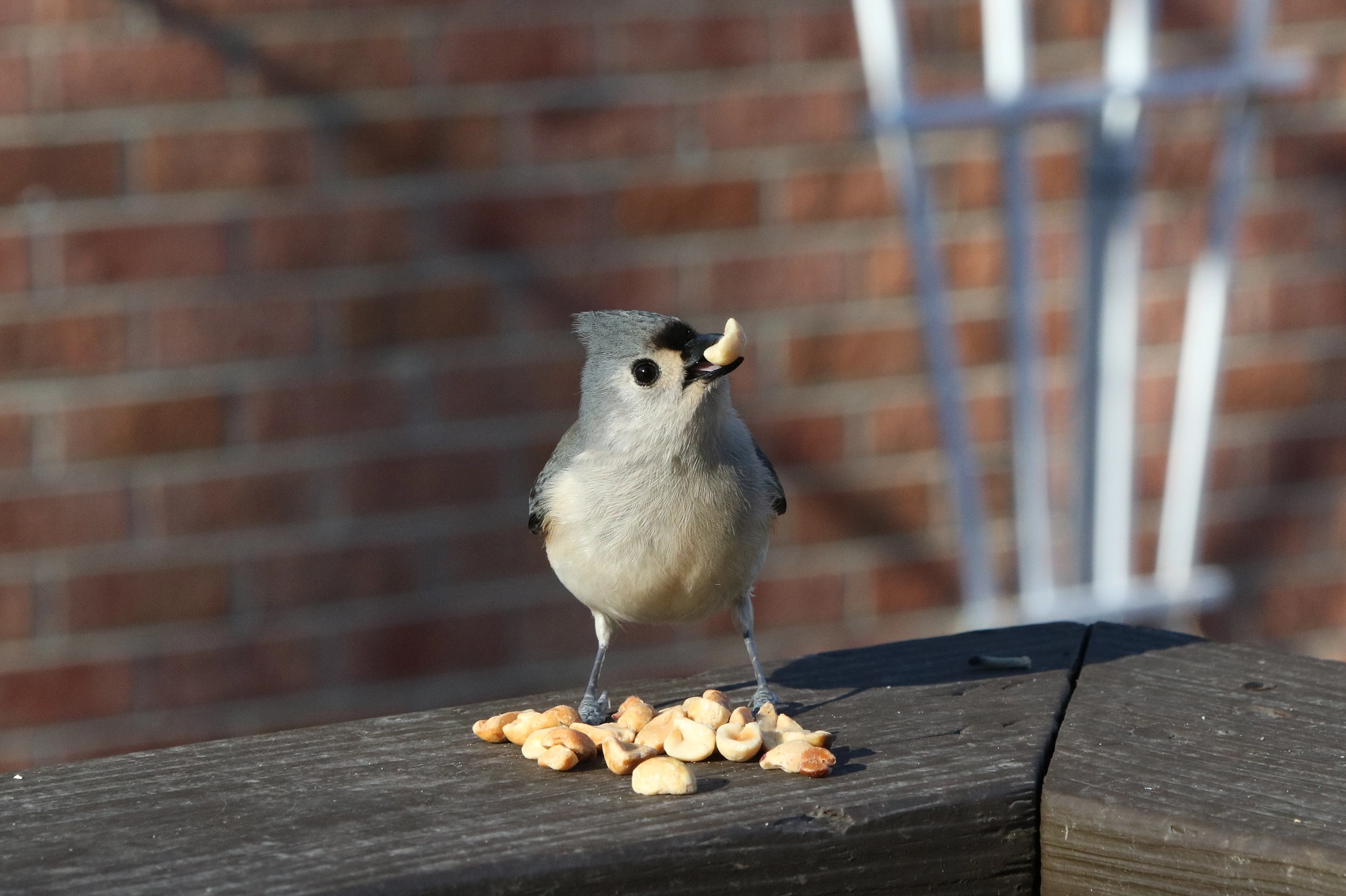 Canon EOS 760D (EOS Rebel T6s / EOS 8000D) sample photo. Lunch time is for the birds photography