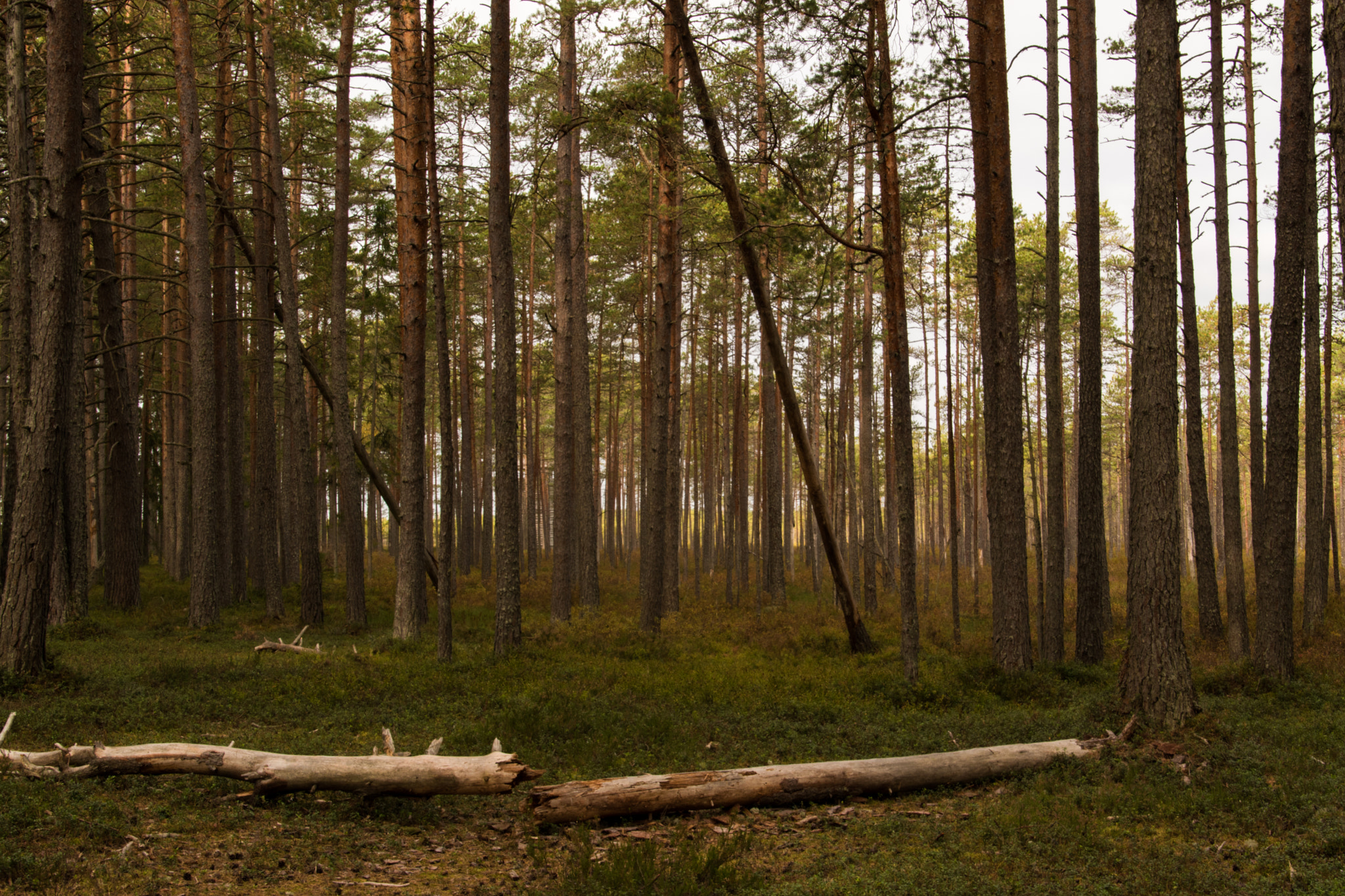 Nikon D5500 sample photo. Bog, estonia. photography