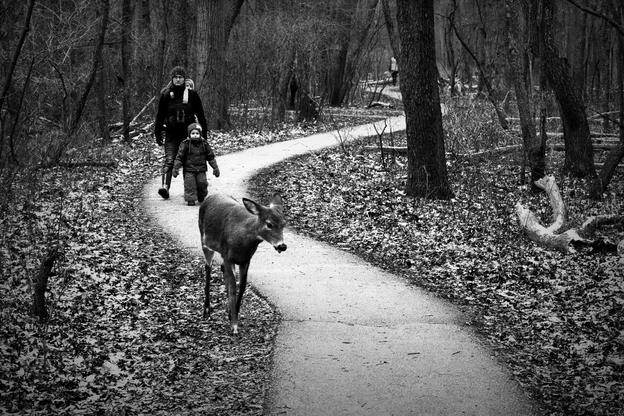 Nikon D500 sample photo. Follow that deer! windsor, on. photography