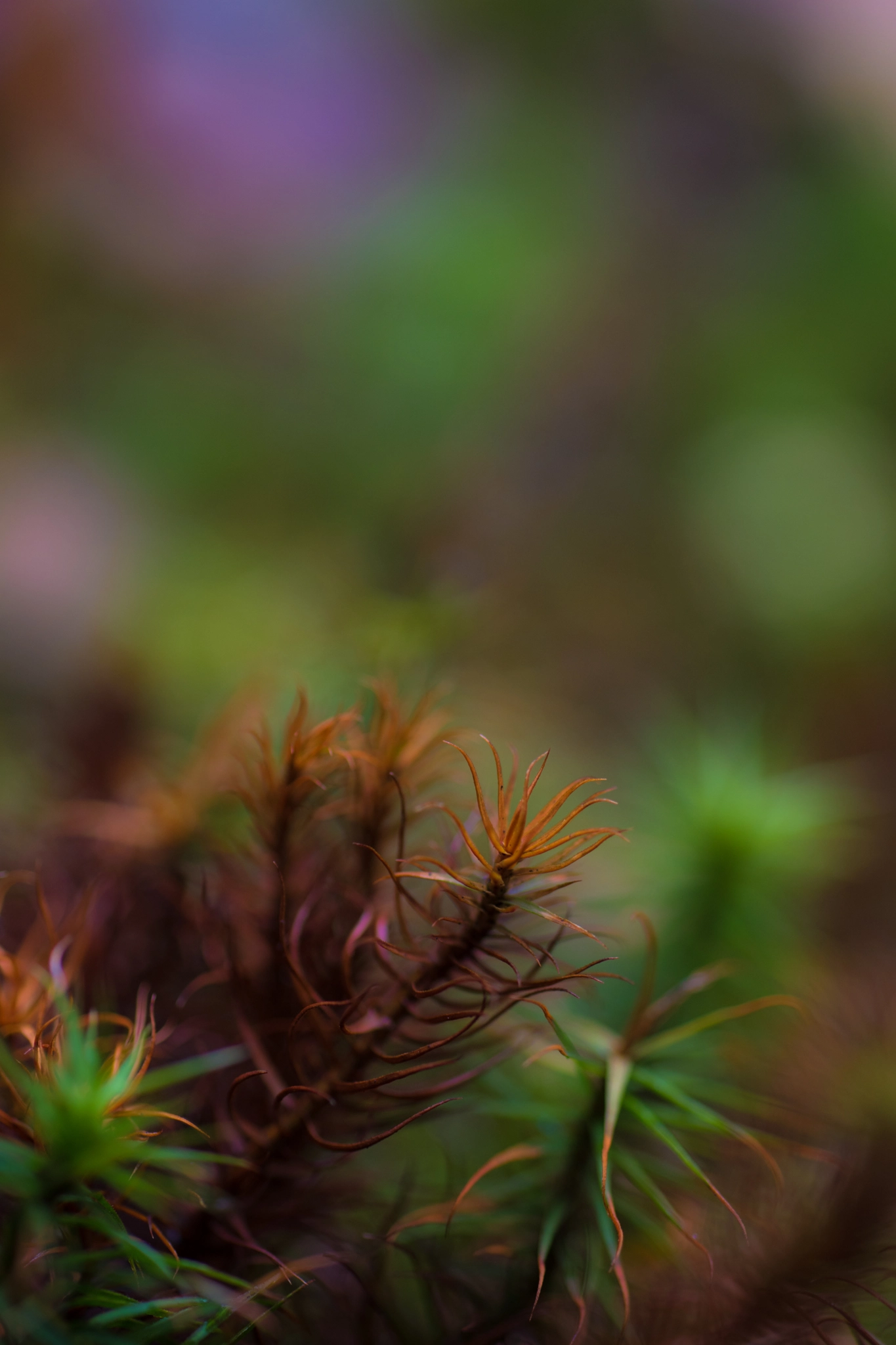 Nikon D5500 + Sigma 70mm F2.8 EX DG Macro sample photo. Tiny trees photography