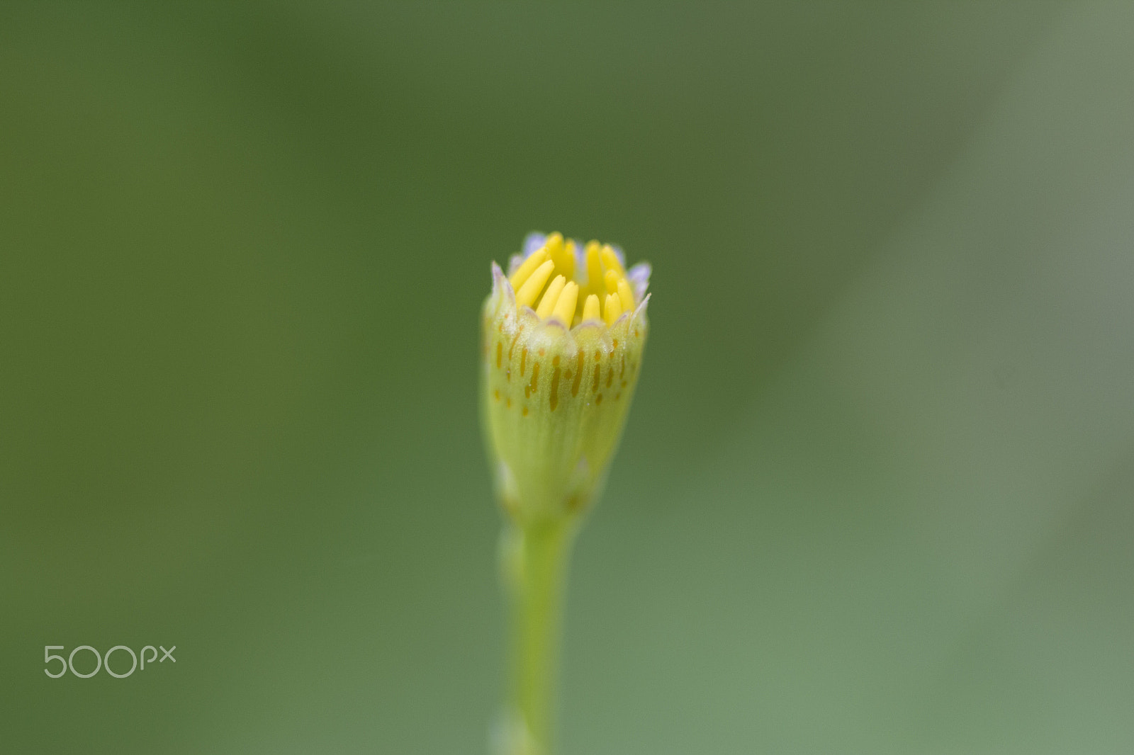 Canon EOS 60D + Tamron SP AF 90mm F2.8 Di Macro sample photo. Blossom photography