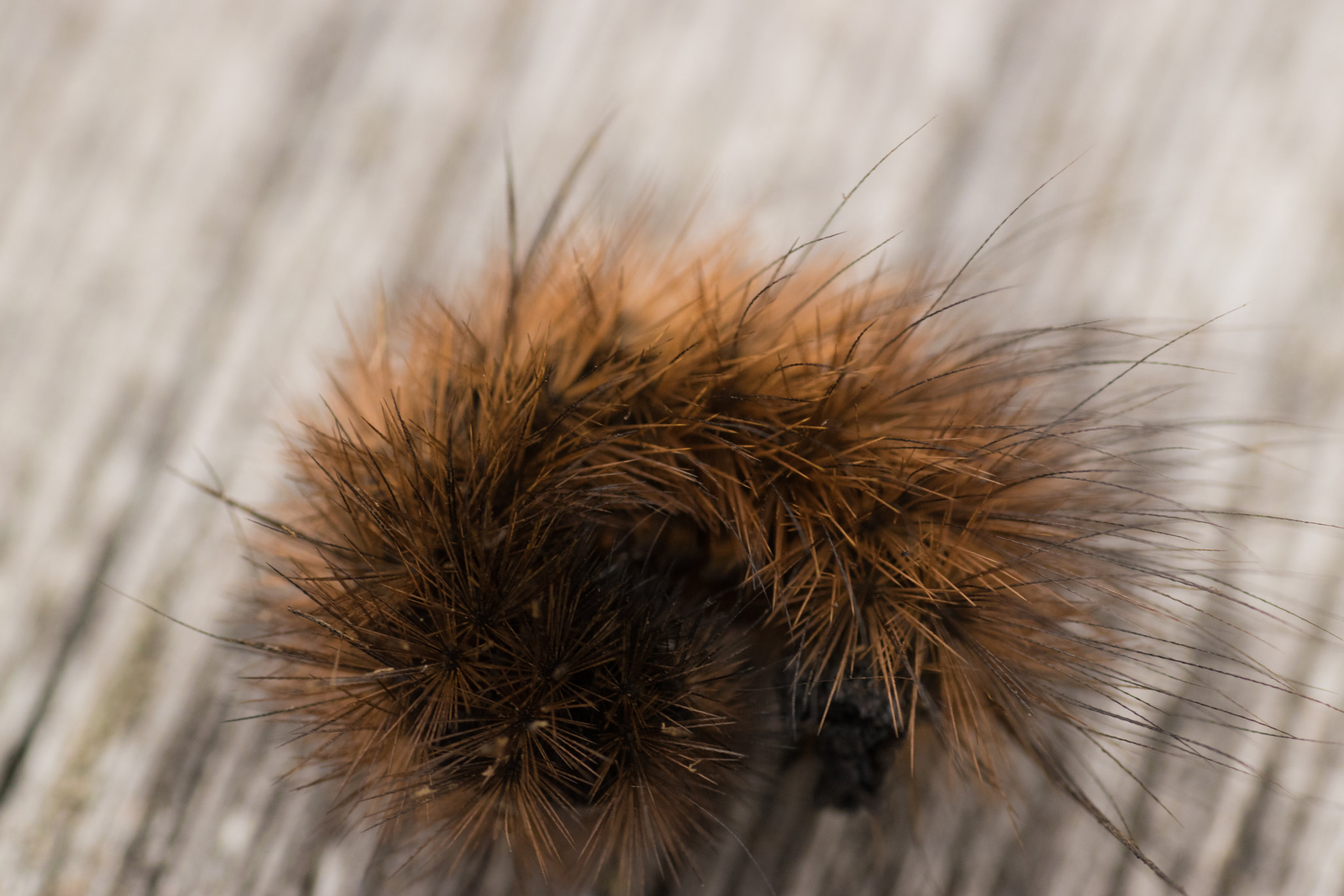 Nikon D5500 + Sigma 70mm F2.8 EX DG Macro sample photo. Cozy caterpillar photography