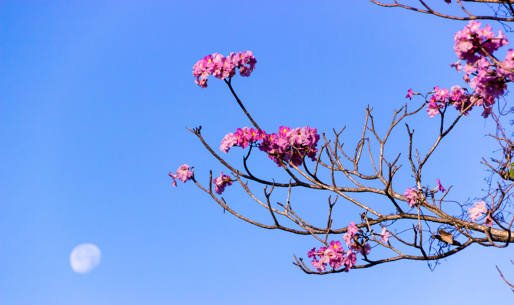 Canon EOS 600D (Rebel EOS T3i / EOS Kiss X5) sample photo. Winter bloom and the moon photography