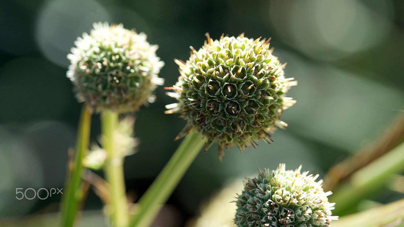 Sony a7S II + Sony FE 90mm F2.8 Macro G OSS sample photo. We've got the world in motion photography