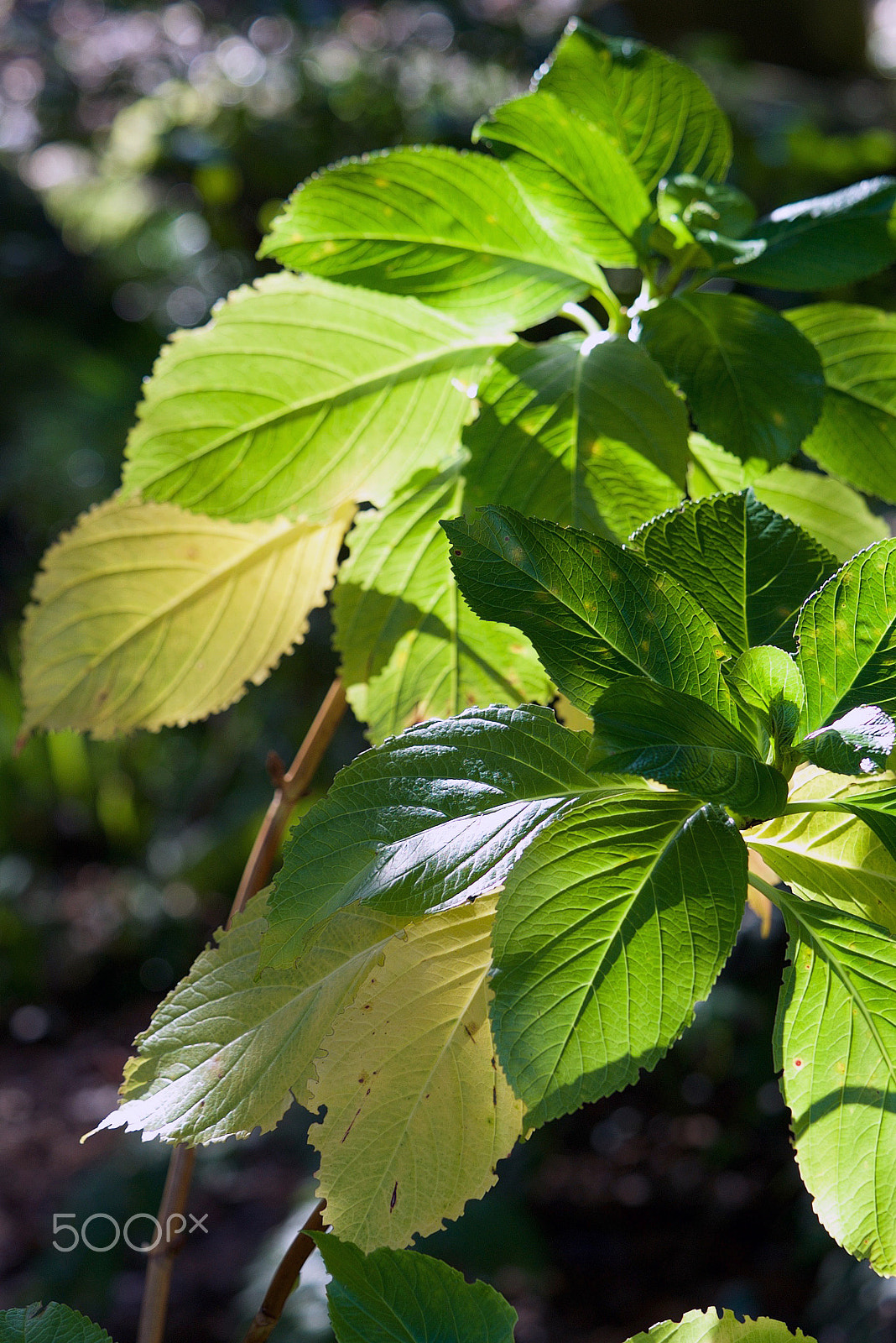 Sony a7S II + Sony FE 90mm F2.8 Macro G OSS sample photo. Pass the rum photography