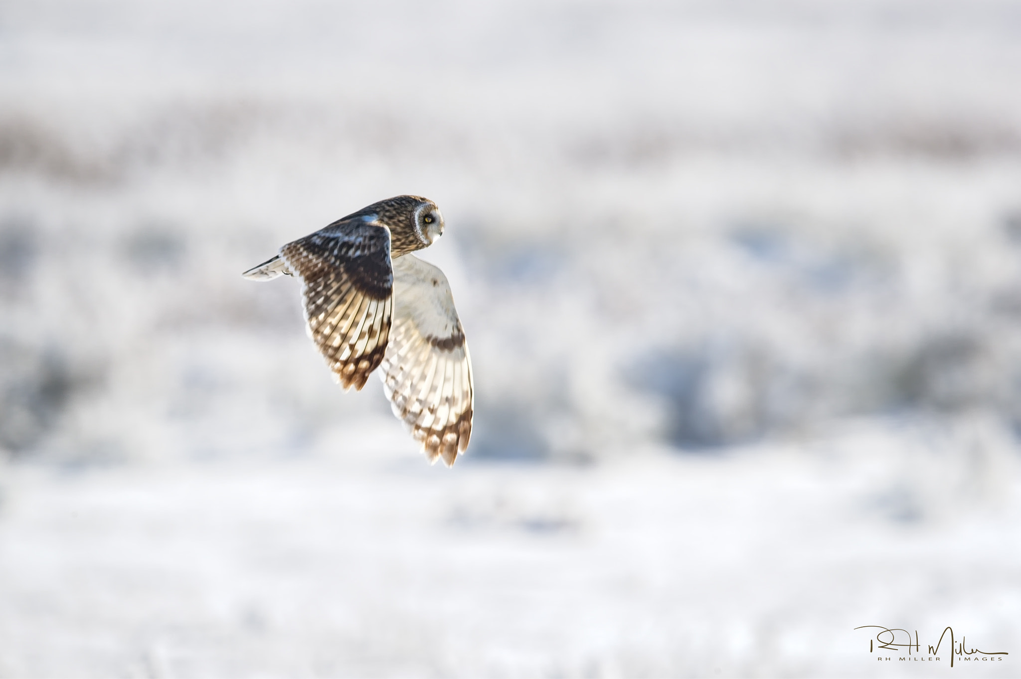 Canon EOS-1D X Mark II + Canon EF 600mm F4L IS II USM sample photo. Short-eared in white photography