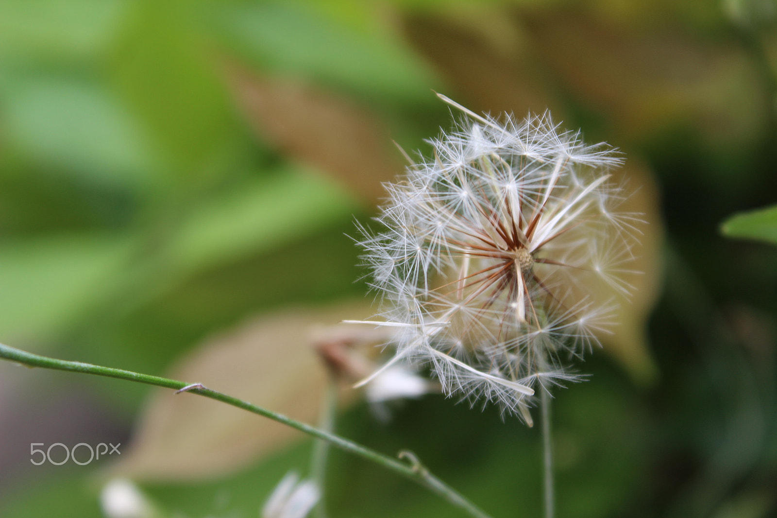Canon EOS 650D (EOS Rebel T4i / EOS Kiss X6i) sample photo. Dente do rei photography