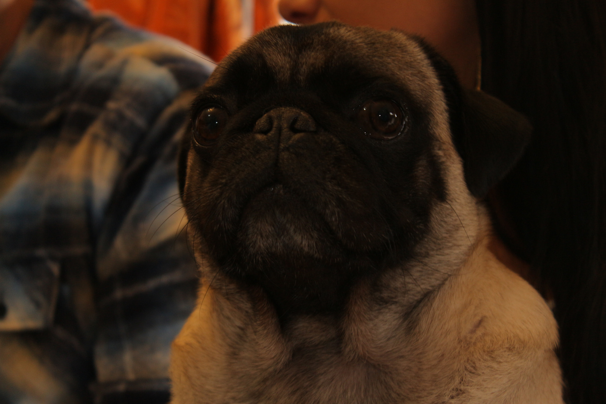 Canon EOS 650D (EOS Rebel T4i / EOS Kiss X6i) sample photo. Expressão de um pug photography