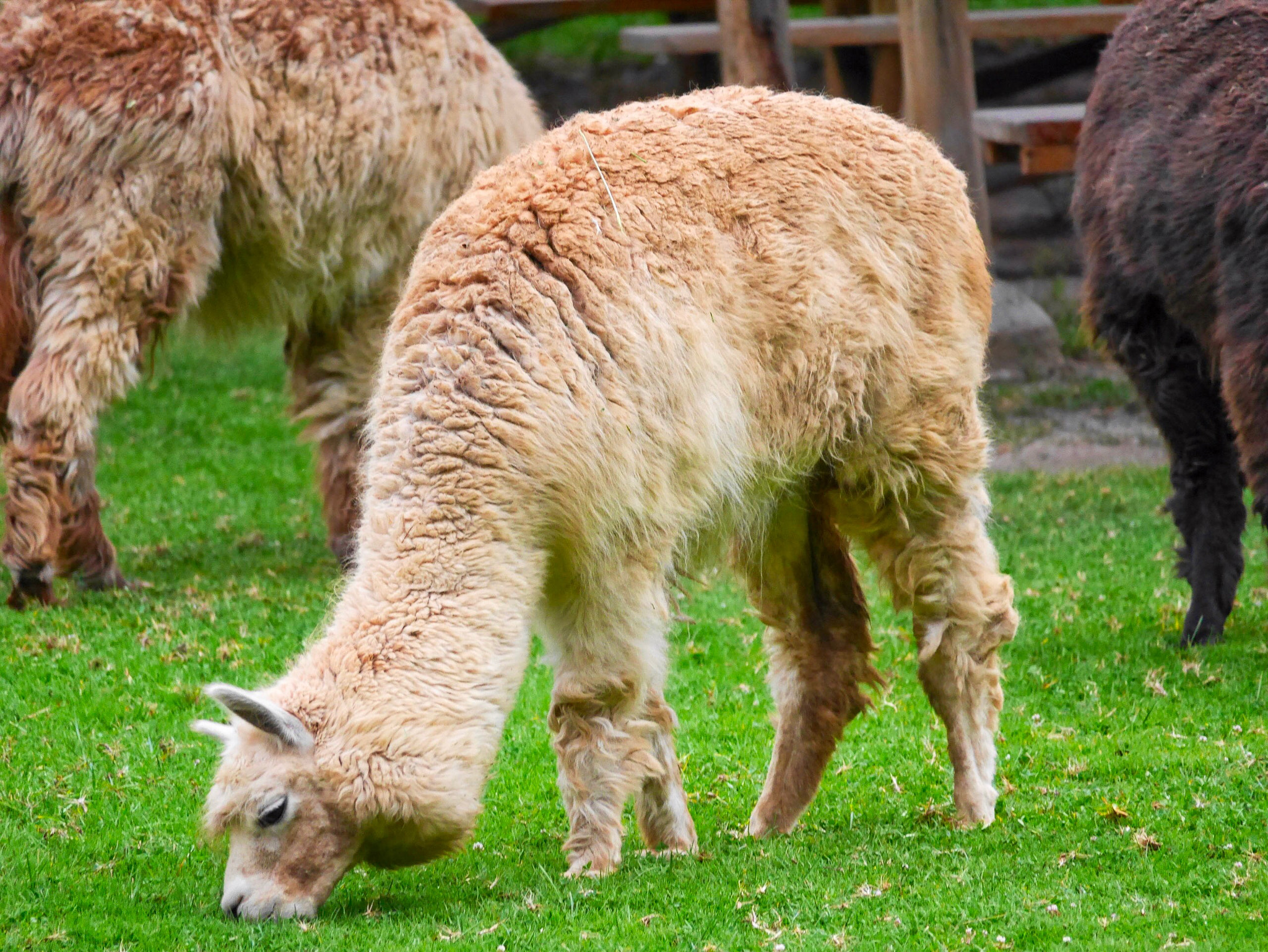Panasonic Lumix DMC-GX7 sample photo. Grazing alpacas photography