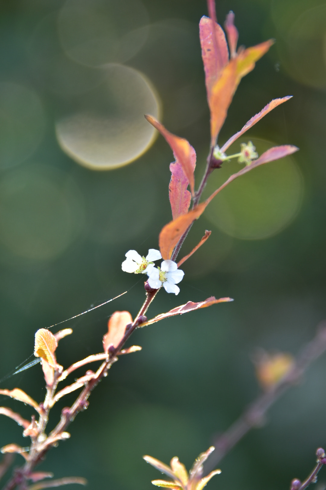 Nikon D5500 sample photo
