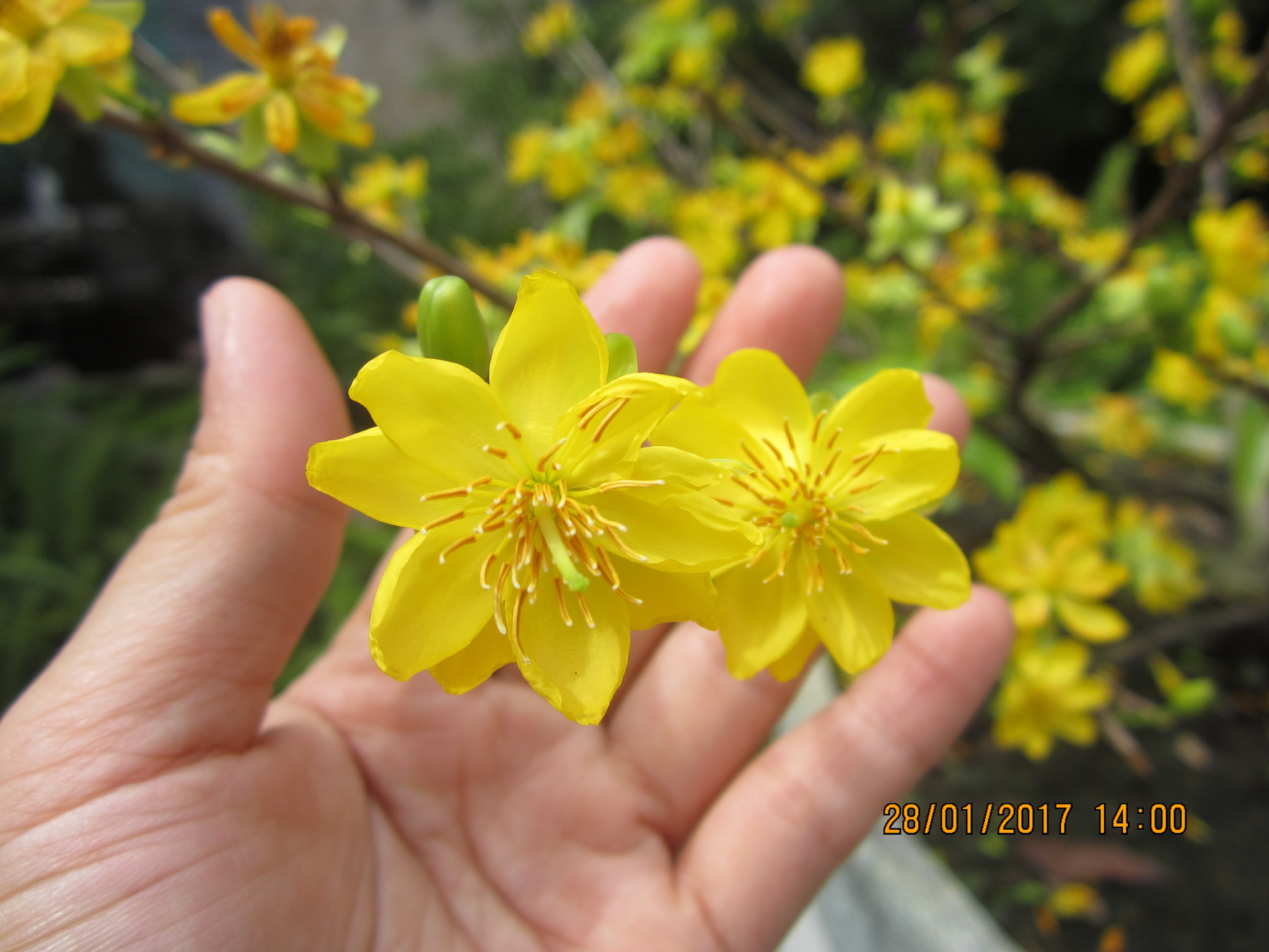 Canon PowerShot ELPH 100 HS (IXUS 115 HS / IXY 210F) sample photo. Mung tet dinh dau binh duong province of vietnam photography