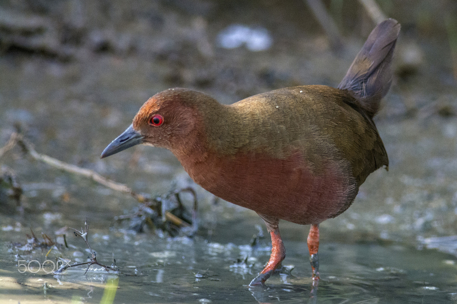 Nikon D7100 + Nikon AF-S Nikkor 300mm F4D ED-IF sample photo. Ruddy-breasted crake (porzana fusca) photography
