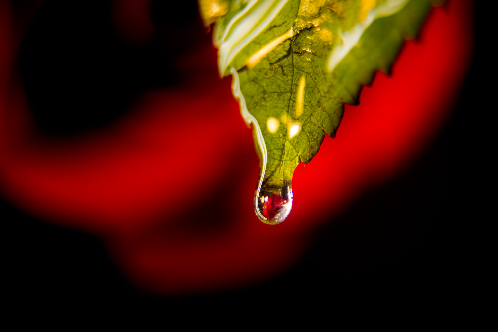 Canon EOS 7D Mark II + Tamron AF 28-75mm F2.8 XR Di LD Aspherical (IF) sample photo. Water drop rose photography