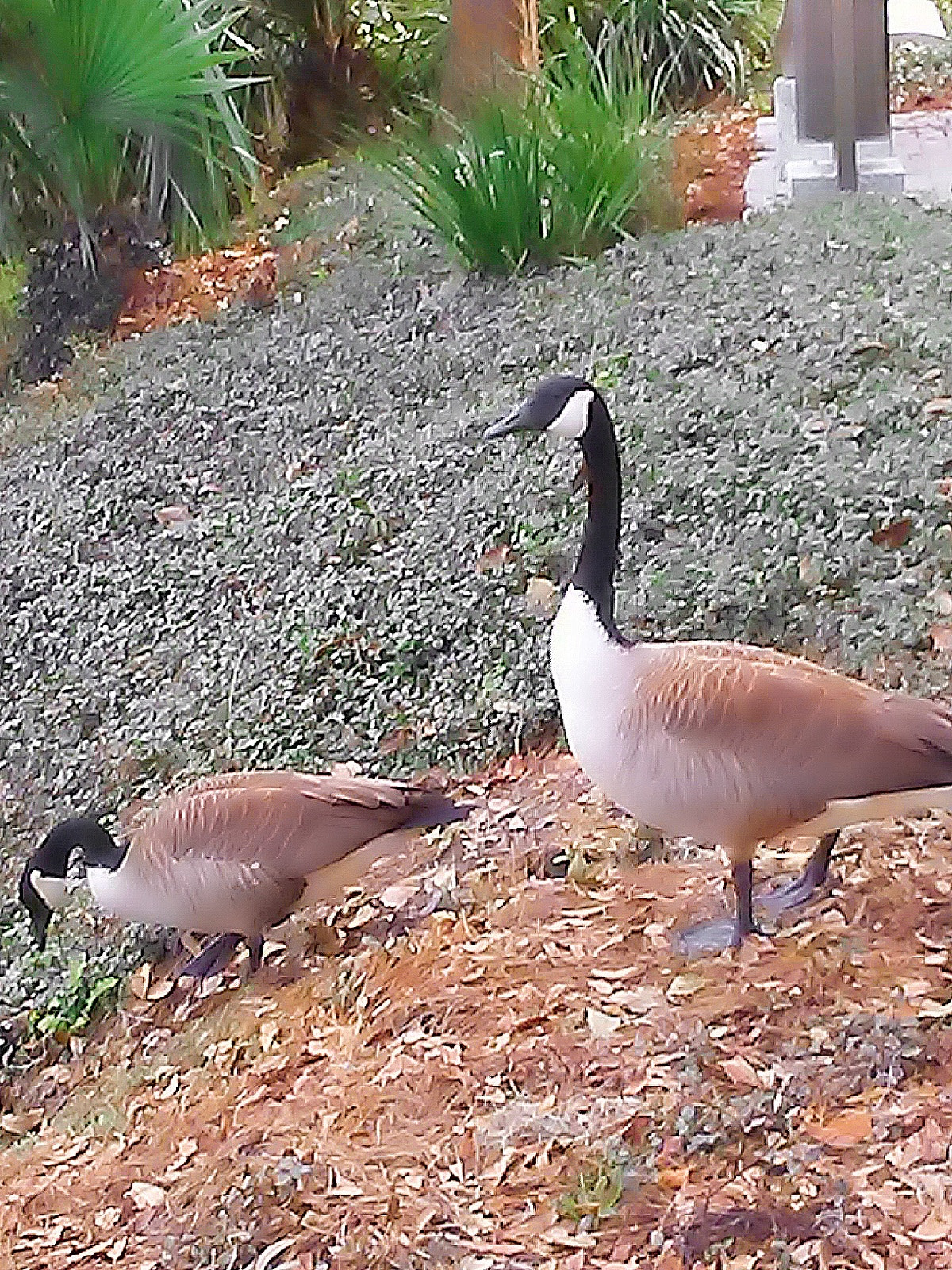 LG K3 sample photo. Canadian geese  photography