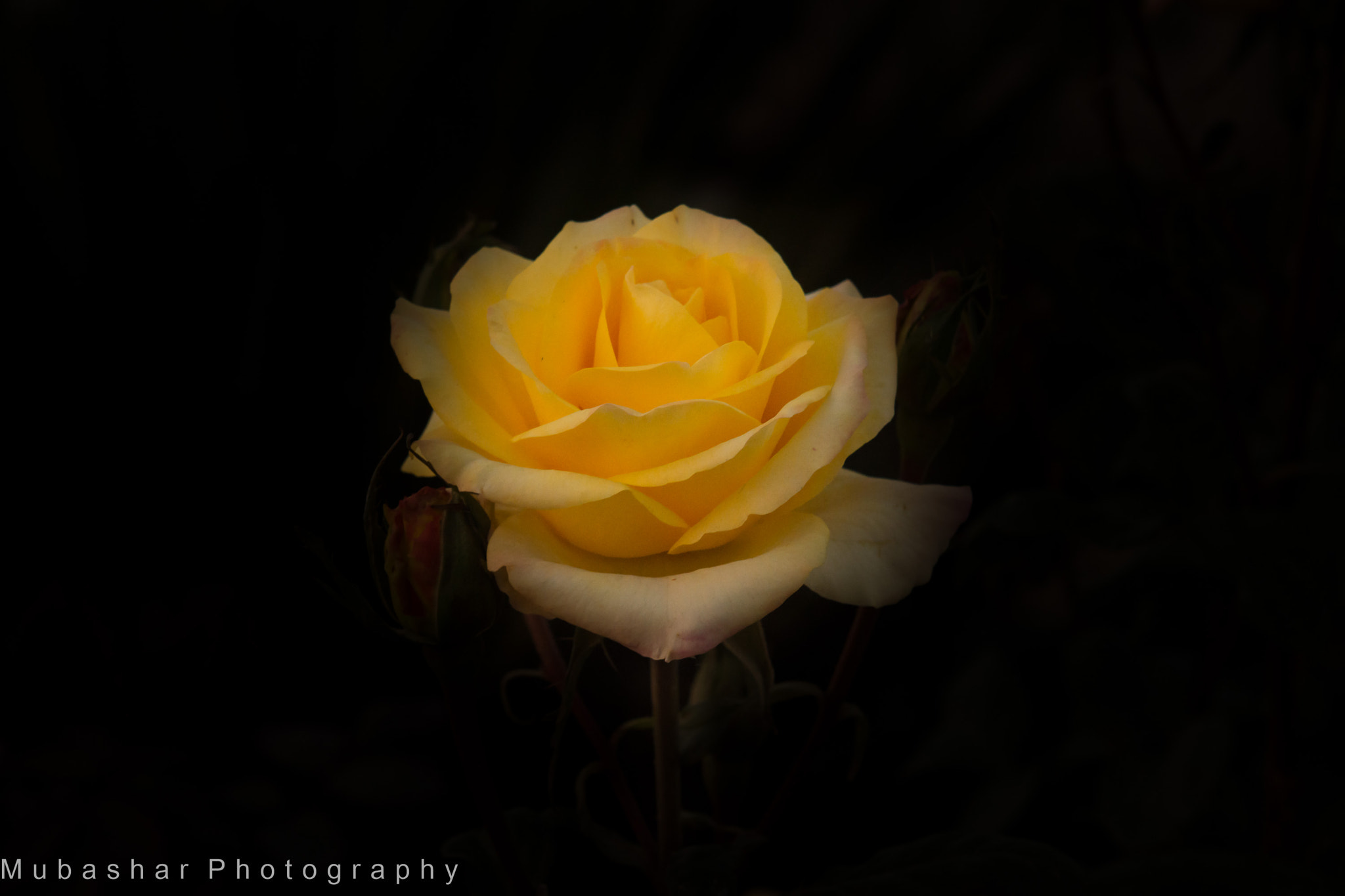 Nikon AF-S Nikkor 24-70mm F2.8G ED sample photo. Yellow rose photography