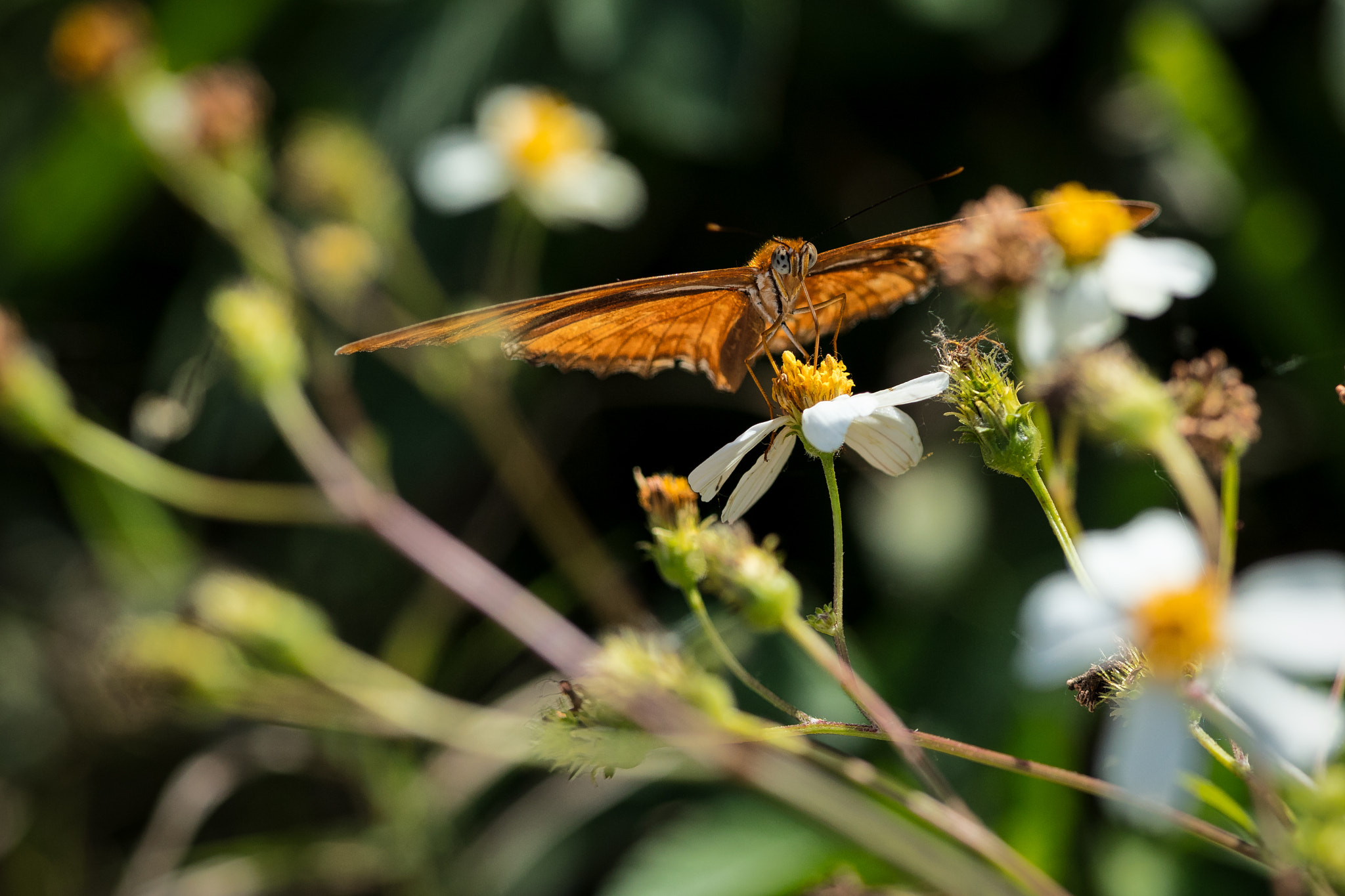 Canon EF 300mm F2.8L IS II USM sample photo. Butterfly airport photography
