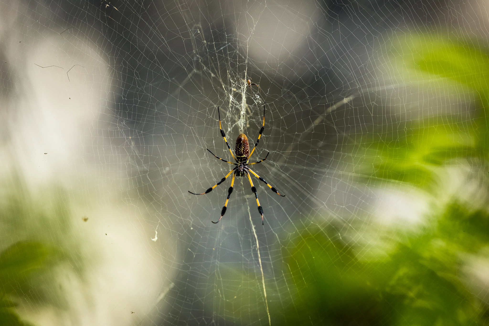 Canon EF 300mm F2.8L IS II USM sample photo. A spiders web photography