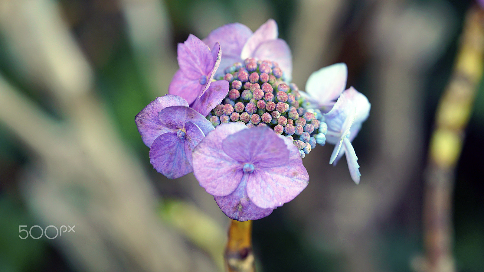 Sony a7S II + Sony FE 90mm F2.8 Macro G OSS sample photo. I was a king under your control photography