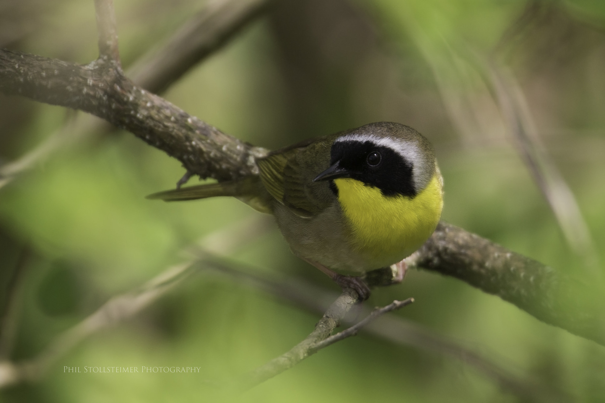 Canon EOS 600D (Rebel EOS T3i / EOS Kiss X5) + Sigma 50-500mm F4.5-6.3 DG OS HSM sample photo. Common yellowthroat photography