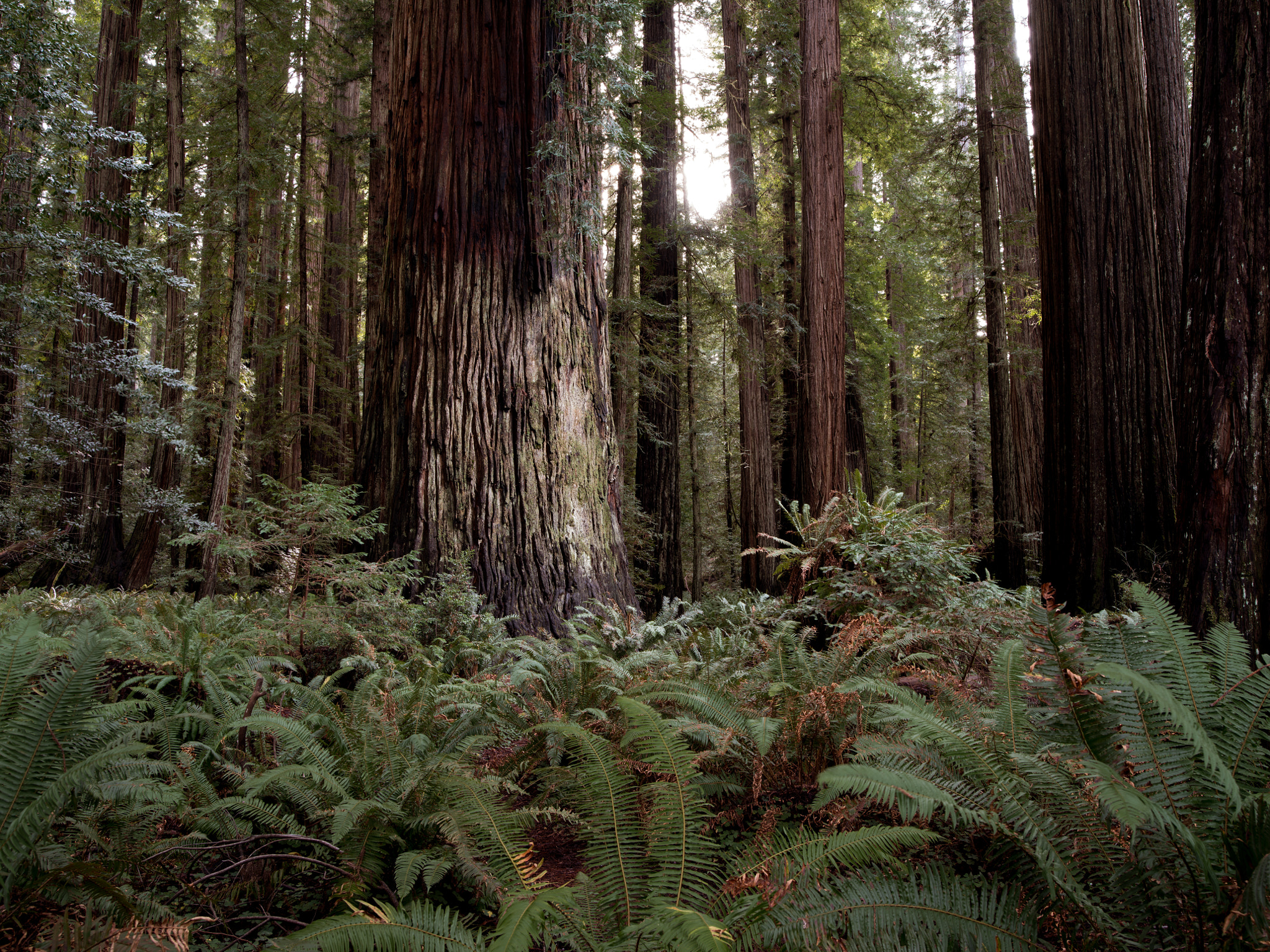 Pentax 645Z sample photo. Stout grove photography